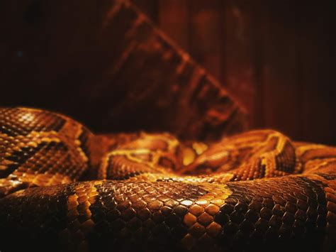 Angka keberuntungan melihat ular  Semoga saja dapat menjawab rasa penasaran Anda, tentang arti, tafsir dan angka main dari mimpi yang Anda alami